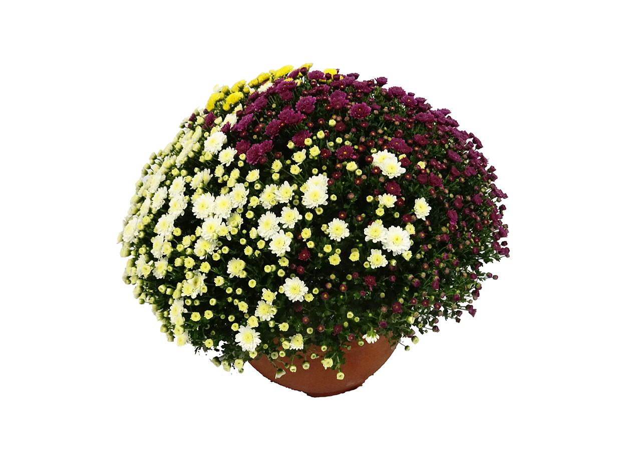 Chrysanthemum (tarrina) M30