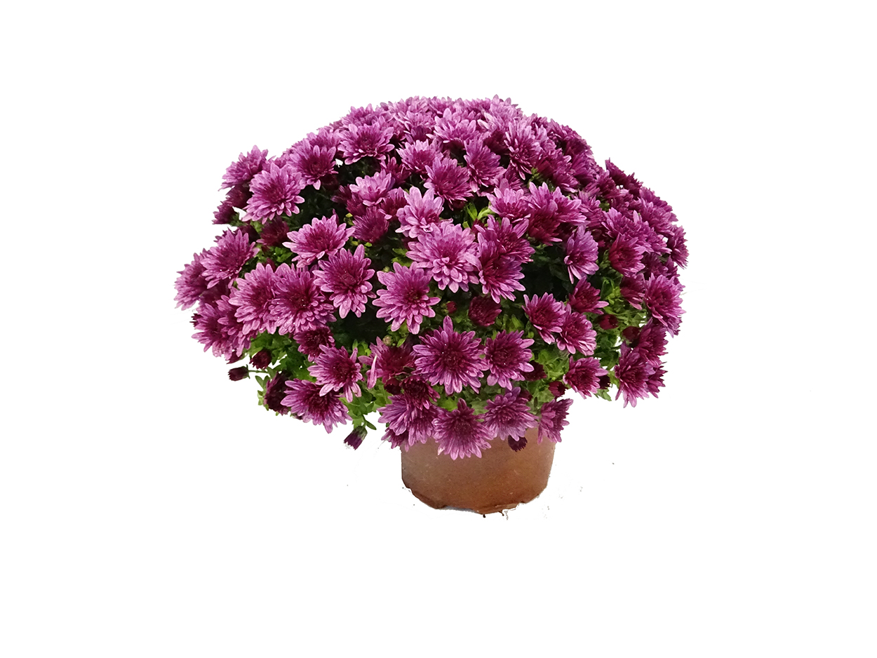 Chrysanthemum (bola) M15