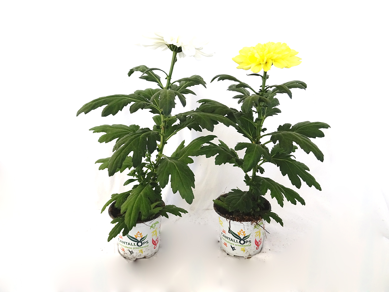 Chrysanthemum ‘Zembla’ M10