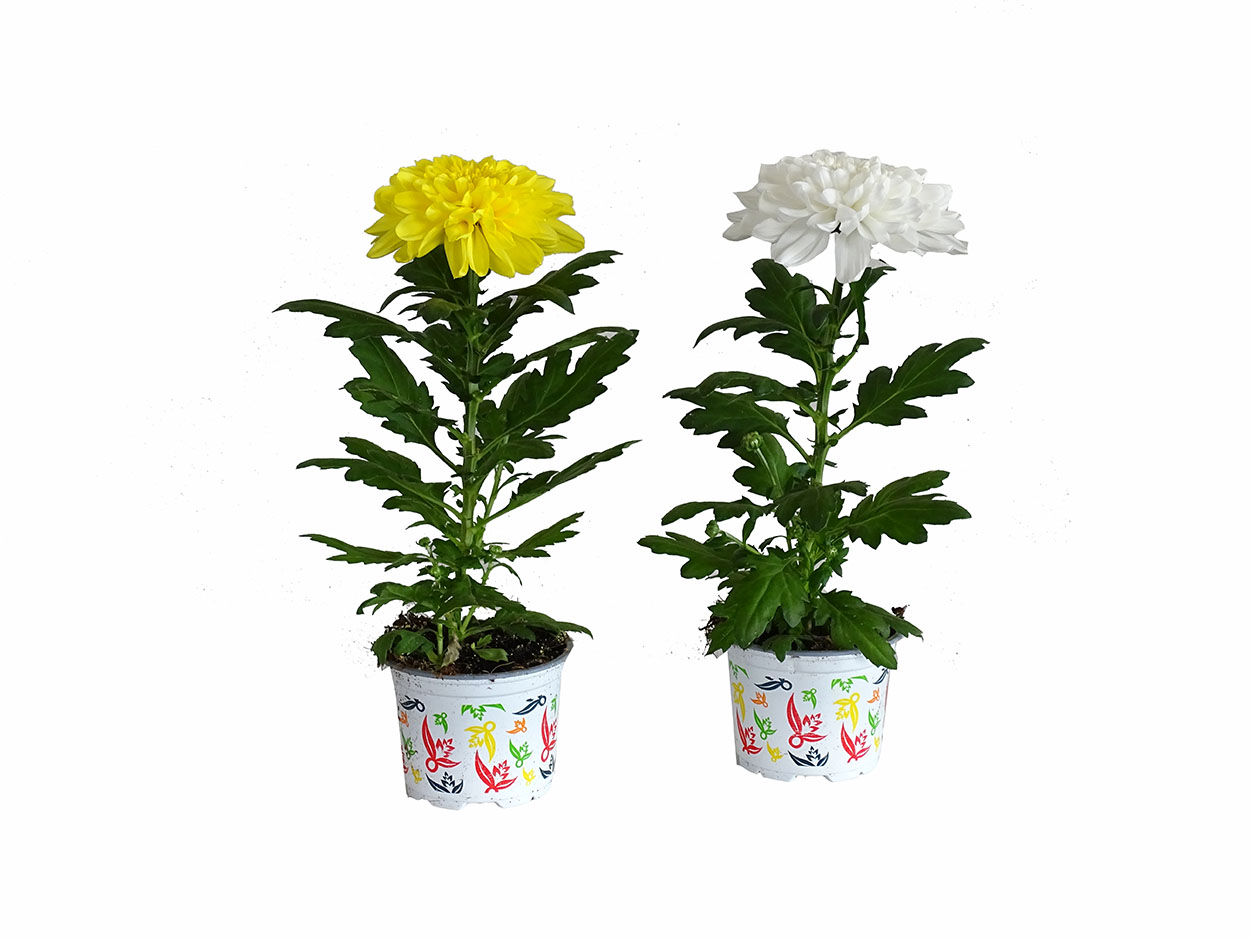 Chrysanthemum ‘Zembla’ M10