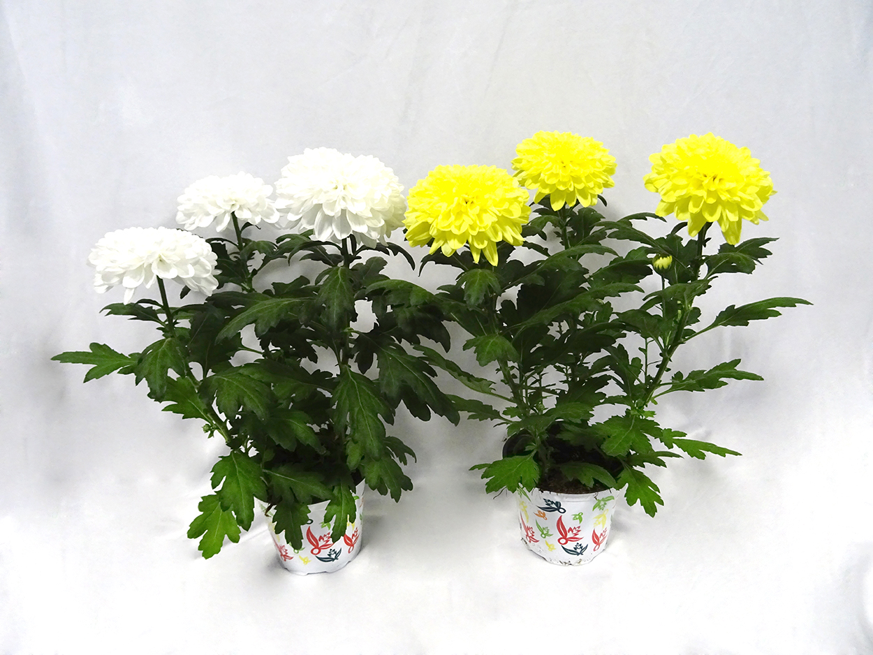 Chrysanthemum ‘Zembla’ M14