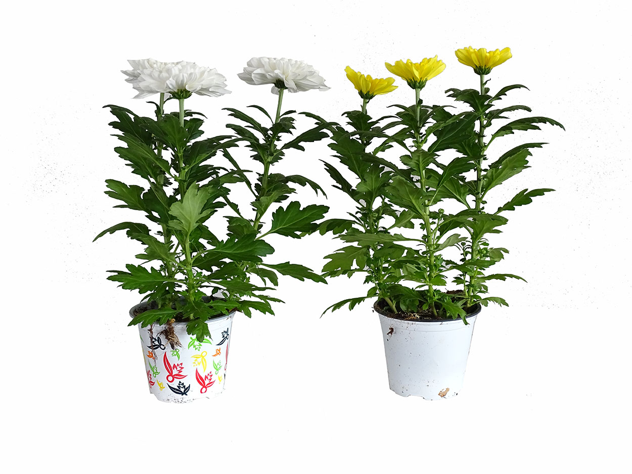 Chrysanthemum ‘Zembla’ M14